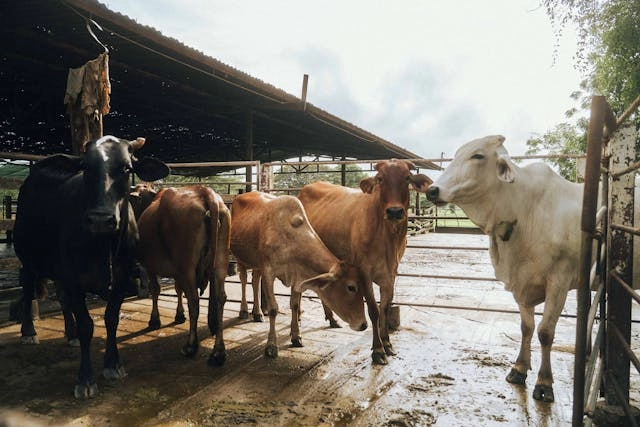 Solutions idéales pour les fermes de vaches, de moutons et de volailles